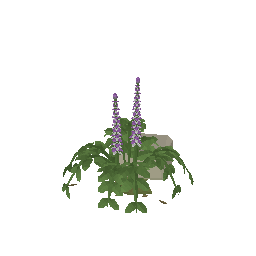 Low-poly Nature 3D model: Acanthus Scatter