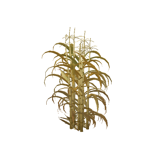 Low-poly Nature 3D model: Autumn Corn Stalk Cluster