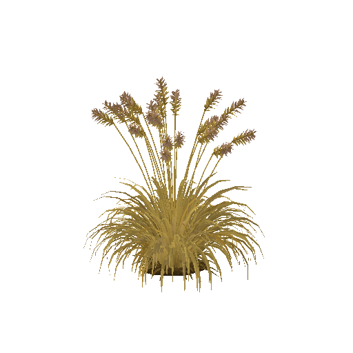 Low-poly Nature 3D model: Ornamental Grass