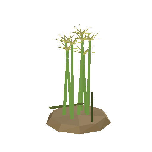 Low-poly Nature 3D model: Papyrus Reed