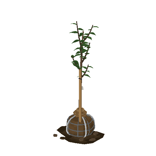 Low-poly Nature 3D model: Sapling Rootball