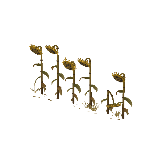 Low-poly Nature 3D model: Spent Sunflowers